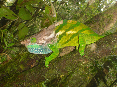 Calumma oshaughnessyi