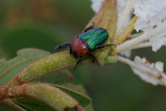 Leucocelis