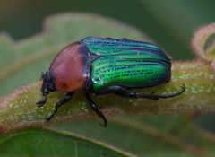 Leucocelis