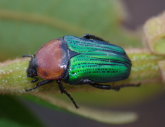 Leucocelis