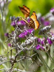 Precis ceryne ceryne