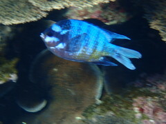 Abudefduf whitleyi