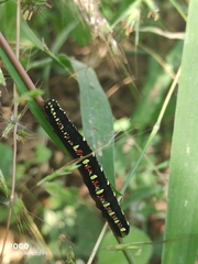 Oraesia emarginata