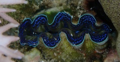 Tridacna crocea
