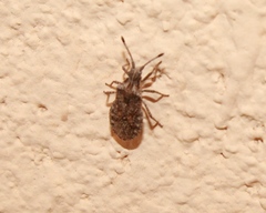 Scolopocerus