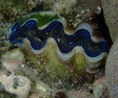 Tridacna crocea