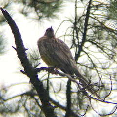 Anthochaera carunculata