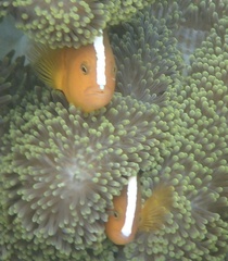 Amphiprion sandaracinos