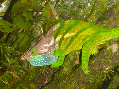 Calumma oshaughnessyi