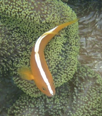Amphiprion sandaracinos