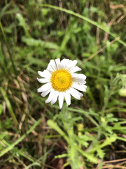 Brachyscome diversifolia