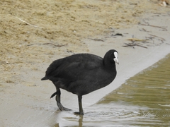 Fulica atra