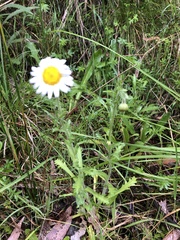 Brachyscome diversifolia