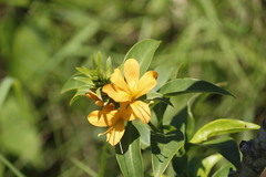 Barleria prionitis