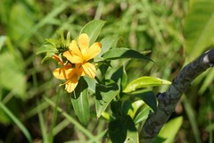 Barleria prionitis