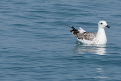 Ichthyaetus ichthyaetus