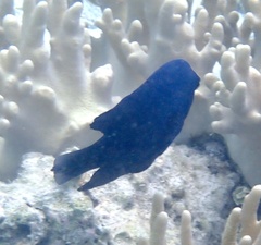 Neoglyphidodon melas