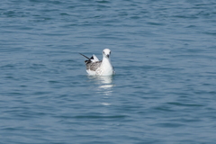 Ichthyaetus ichthyaetus