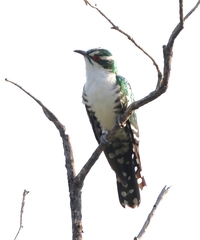 Chrysococcyx caprius