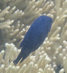 Neoglyphidodon melas