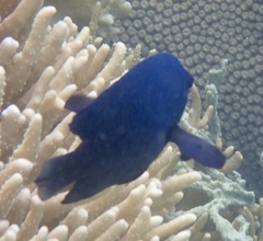 Neoglyphidodon melas