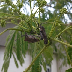 Pachylis argentinus