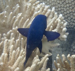 Neoglyphidodon melas