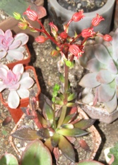 Echeveria affinis