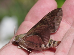 Nephele comma