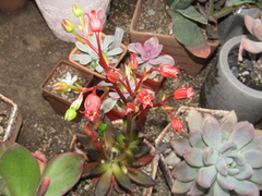 Echeveria affinis