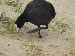 Fulica atra