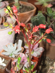 Echeveria affinis