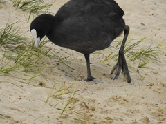 Fulica atra