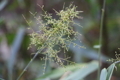 Panicum sarmentosum