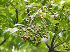 Allospondias lakonensis