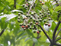 Allospondias lakonensis