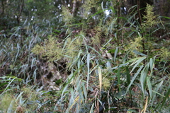 Panicum sarmentosum