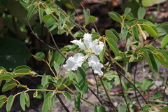 Bauhinia petersiana