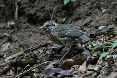 Hydrornis nipalensis