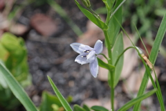 Walleria mackenziei