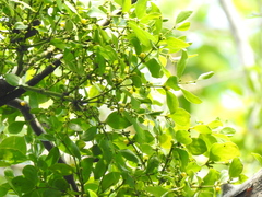 Viscum ovalifolium