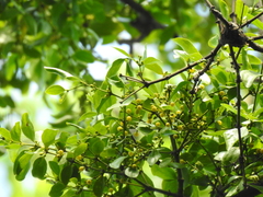 Viscum ovalifolium