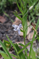 Walleria mackenziei