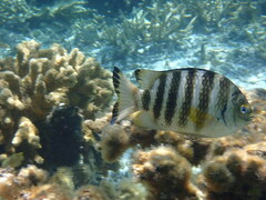 Abudefduf septemfasciatus