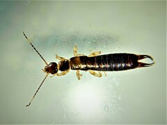 Euborellia annulipes