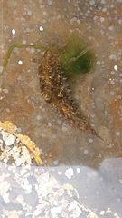 Stylocheilus striatus