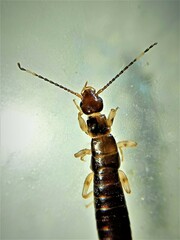 Euborellia annulipes