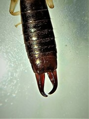 Euborellia annulipes