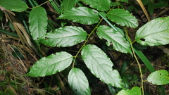 Rubus pyrifolius
