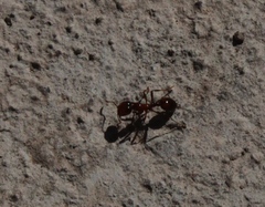 Solenopsis geminata